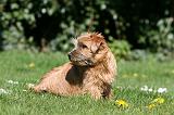 NORFOLK TERRIER 046